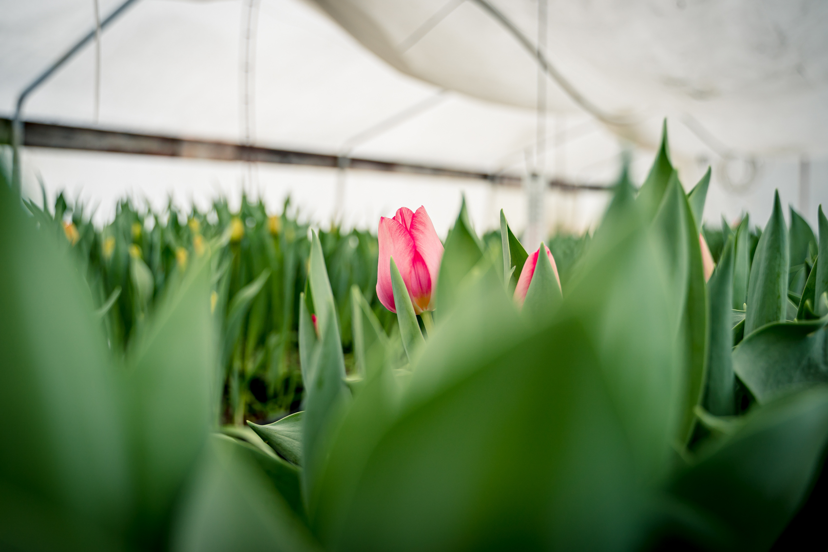 gartnerei-kral-eigenbau-schnitt-tulpen-2023-02226
