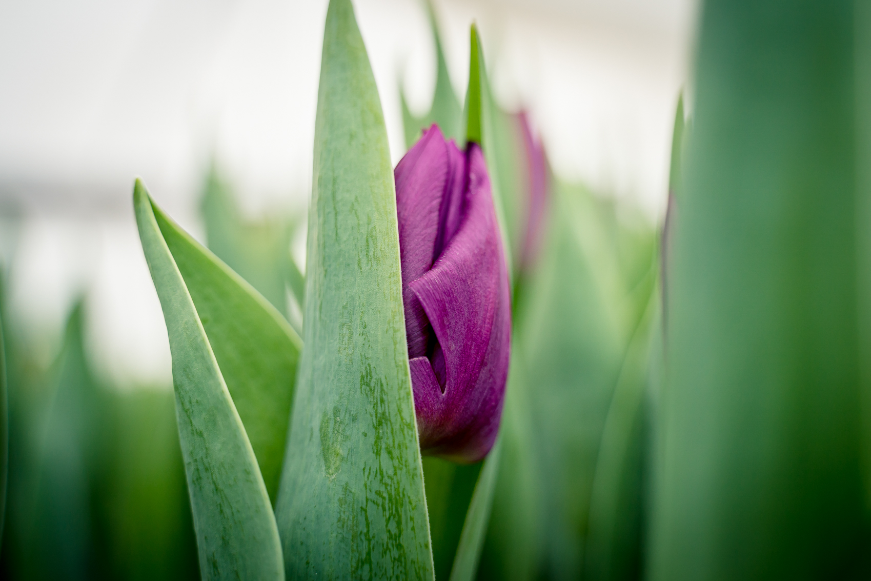 gartnerei-kral-eigenbau-schnitt-tulpen-2023-02236