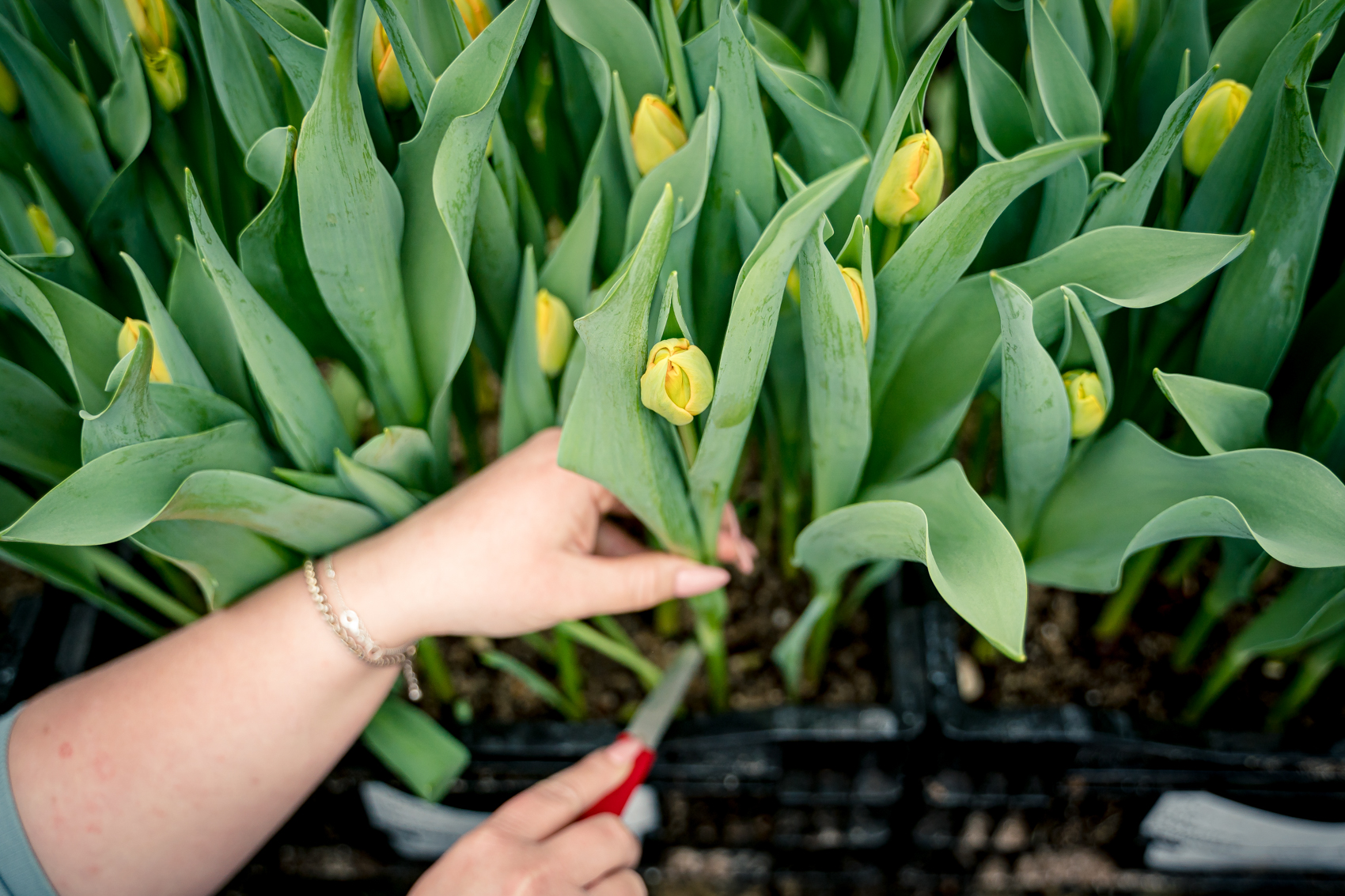 gartnerei-kral-eigenbau-schnitt-tulpen-2023-02286